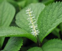 White bottlebrush-like flowers in early spring.