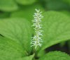 Show product details for Chloranthus japonicus