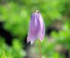 Clematis columbiana