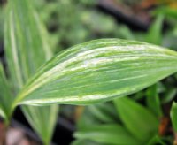 Creamy variegated lanceolate leaves