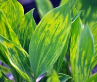 Deep green leaves with irregular creamy markings.