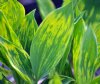 Convallaria majalis...
