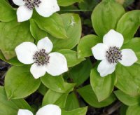 Big clean white flowers over fresh green foliage