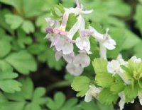 Corydalis x allenii