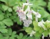 Corydalis x allenii