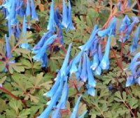 Rich blue tubular flowers in bunches over bluish foliage.