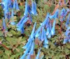 Show product details for Corydalis Blue Heron