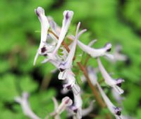 A plant with lilac or lavender flowers.