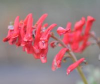 Flame red flowers in terminal bunches