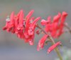 Corydalis solida Fi...