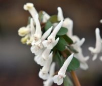 Lovely white flowers with a purple hint