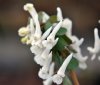 Corydalis solida Ga...