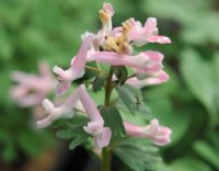 Lovely pale pinkish tubular flowers.