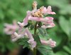 Corydalis solida Li...