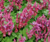 Dusky red flowers in abundance