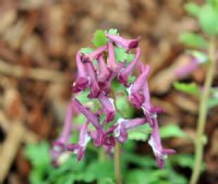 Rich purple tubular flowers in spring