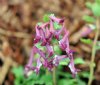 Show product details for Corydalis solida Purple Beauty