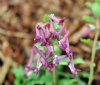 Corydalis solida Pu...