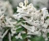 Show product details for Corydalis solida White Swallow