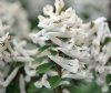 Corydalis solida Wh...