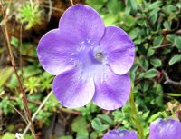 Nice violet-blue flowers on the ends of long traling stems.