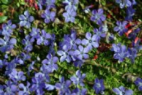 Rich blue flowers on flats mats of growth.