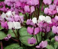 Pink flowers in shades above marbled foliage