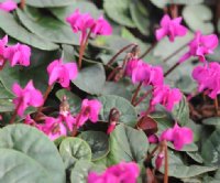 Ruby red flowers over deep green foliage