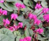 Show product details for Cyclamen coum Ruby Star