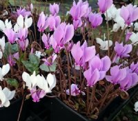 White to pink flowers and a solid silvery leaf.