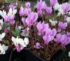 Cyclamen hederifolium Pewter Group