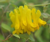 rich yellow flowers in bunches.