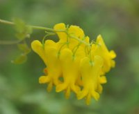 Rich yellow flowers in bunches.
