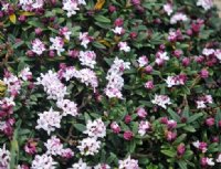 White flowers opening from pink buds