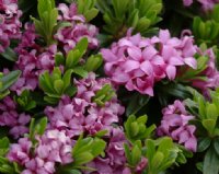 Strongly scented pink flowers in summer on compact plants.
