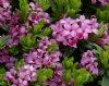 Show product details for Daphne x susannae Tichborne