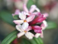 Nice pink scented flowers.