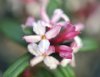 Show product details for Daphne wolongensis Guardsman