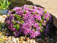 rich pink flowers in masses