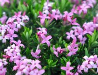Nice strong pink highly scented flowers and rich green foliage.