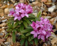 rich pink flowers and dark green foliage