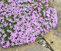 A very compact plant with short flower stems carrying pink flowers.