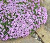 Dianthus ACW 2116