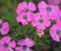 bright dazzling pink flowers in early summer.