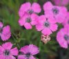 Dianthus Inschriach...