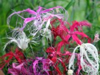 Beautiful frilled flowers in pink, red or white.