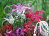 Dianthus isensis