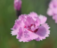 Bright pink flowers with a deep red eye