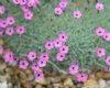 Show product details for Dianthus strictus pulchellus