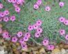 Dianthus strictus p...